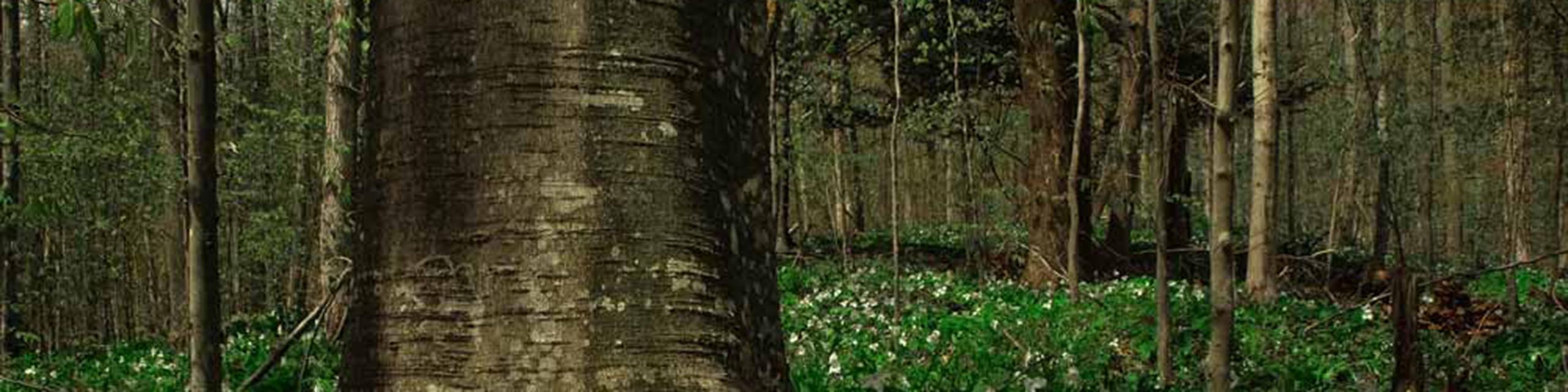 A forest with trillium flowers